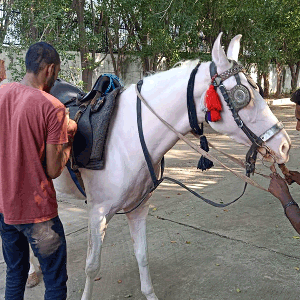 horse riding activities
